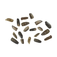 Wild Dagga seeds | Leonotis Leonorus | 10 seeds