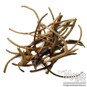 African Dream Root | Silene Capensis | 5 grams 