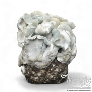 Psilocybe Azurescens spawnbag | Outdoor magic mushroom grow kit