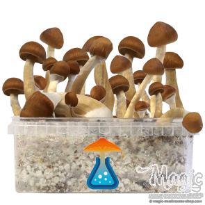 GetMagic Magic Mushroom grow kit XL GetMagic Magic Mushroom grow kit XL