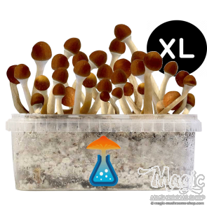 Cambodia XL Growkit Cambodia XL Growkit