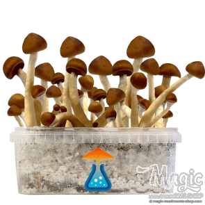 GetMagic Colombia+ Magic Mushrooms Grow Kit GetMagic Colombia+ Magic Mushrooms Grow Kit