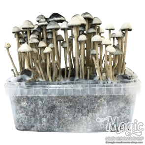  Hawaiian Copelandia Panaeolus Cyanescens