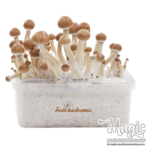 Amazonian XP Fresh Magic Mushrooms Grow Kit  Amazonian XP Fresh Magic Mushrooms Grow Kit