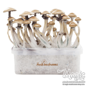 Golden Teacher XP| Fresh Magic Mushrooms Grow Kit Golden Teacher XP| Fresh Magic Mushrooms Grow Kit
