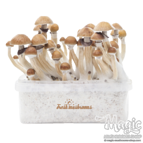 McKennaii XP | Fresh Magic Mushrooms Grow Kit McKennaii XP | Fresh Magic Mushrooms Grow Kit