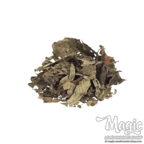 Chacruna Psychotria viridis  