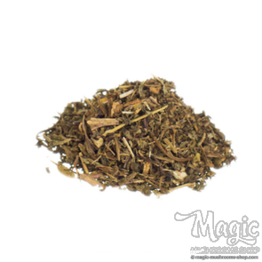 Wild lettuce | Lactuca virosa