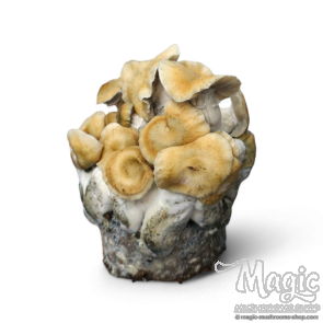 Hillbilly Pumpkin mushroom grow kit Cloud920 