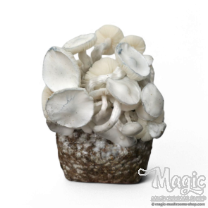 Nepal - spore vial | 10ml