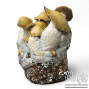 Mac Galactic Cloud920® Ready-to-grow bag