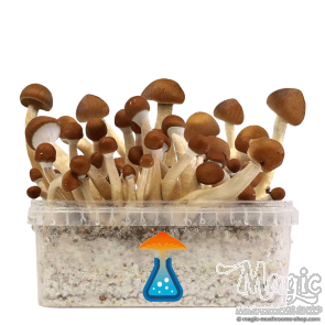 GetMagic Mexican+ Magic Mushrooms Grow Kit GetMagic Mexican+ Magic Mushrooms Grow Kit