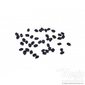 peruvian Torch Cactus | 20 seeds