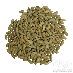Organic Rye Berries Organic Rye Berries