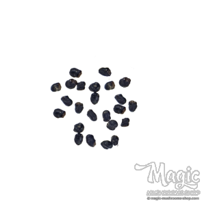 San Pedro Cactus | 20 seeds