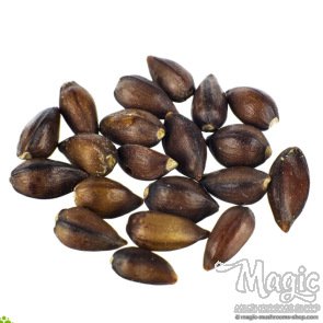 Ephedra (Ephedra sinica) seeds (Seeds)