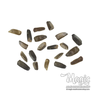 Wild dagga (Leonotis leonurus) seeds