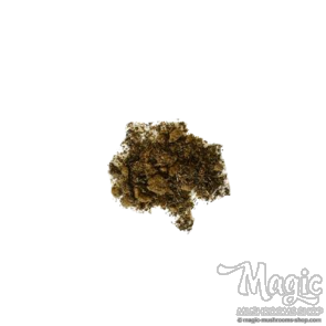 Mexican Tarragon | 10x extract