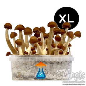 Thai XL growkit Thai XL growkit