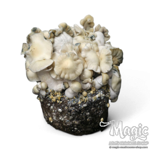 WhiteBilly Cloud920 Ready to Grow Bag