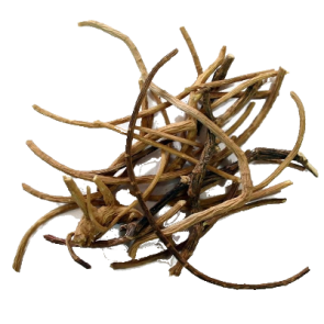 African Dream Root | Silene Capensis | 5 grams 