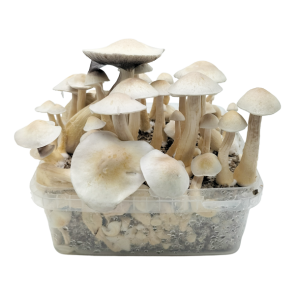 Grow kit extra large 2100cc