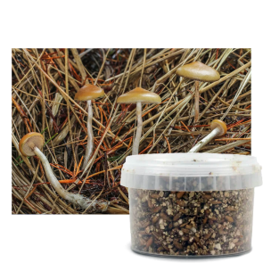 Psilocybe azurescens outdoor growkit