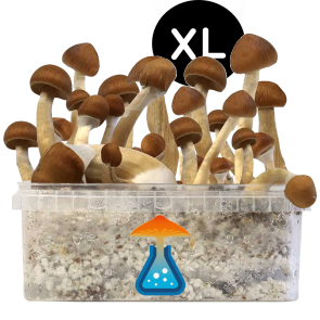 GetMagic B+ XL Grow Kit