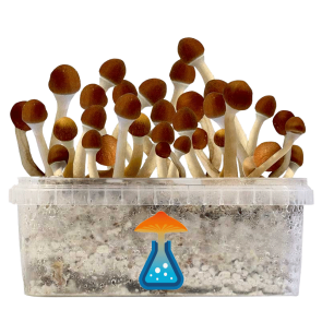 GetMagic Vambodia+ Magic Mushrooms Grow Kit