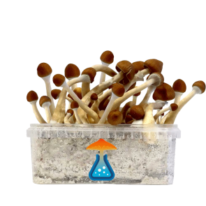 GetMagic Ecuador+ Magic Mushrooms Grow Kit