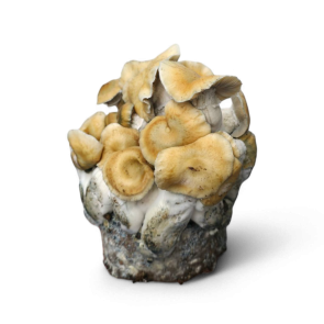 Hillbilly Pumpkin mushroom grow kit Cloud920 