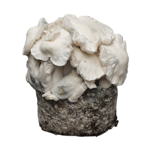 Psilocybe Azurescens spawnbag | Outdoor magic mushroom grow kit