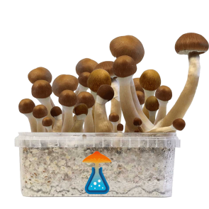 GetMagic McKennaii+ Magic Mushrooms Grow Kit