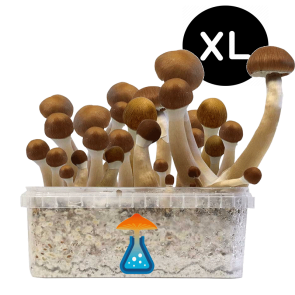 GetMagic McKennaii XL Grow Kit