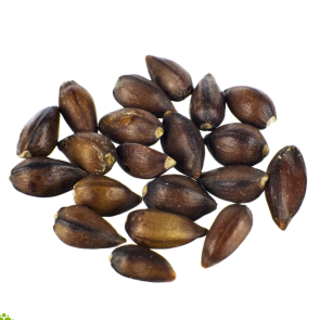Ephedra (Ephedra sinica) seeds (Seeds)