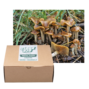 Wavy Caps Outdoor Grow Kit