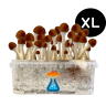 Golden Teacher Grow Kit XL — GetMagic®