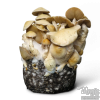 Photo Cascadian Teacher Cloud920® XL Ready-to-grow bag