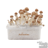 Photo FreshMushrooms® grow kit Ecuador