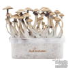 Photo FreshMushrooms® grow kit Golden Teacher
