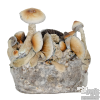 Photo Yellow Umbo Cloud920® XL Ready-to-grow bag