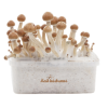 Photo FreshMushrooms® grow kit Amazon
