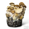 Photo Cascadian Teacher Cloud920® XL Ready-to-grow bag