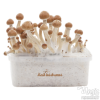 Photo FreshMushrooms® grow kit Amazon