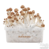 Photo FreshMushrooms® grow kit B+