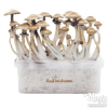 Photo FreshMushrooms® grow kit Golden Teacher