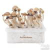 Photo FreshMushrooms® grow kit McKennaii