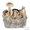 Photo Yellow Umbo Cloud920® XL Ready-to-grow bag