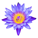 Blue Lotus Flower |  Nymphaea caerulea 