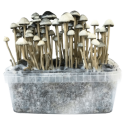 Hawaii Copelandia Grow Kit - Cloud920